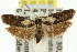  ( - 11ANIC-15871)  @14 [ ] CreativeCommons - Attribution (2011) ANIC/CBG Photography Group Centre for Biodiversity Genomics