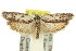  ( - 11ANIC-15872)  @13 [ ] CreativeCommons - Attribution (2011) ANIC/CBG Photography Group Centre for Biodiversity Genomics