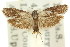  ( - 11ANIC-15874)  @11 [ ] CreativeCommons - Attribution (2011) ANIC/CBG Photography Group Centre for Biodiversity Genomics