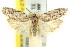  (Agriophara sp. ANIC2 - 11ANIC-15898)  @11 [ ] CreativeCommons - Attribution (2011) ANIC/CBG Photography Group Centre for Biodiversity Genomics