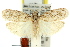  (Agriophara horridula - 11ANIC-15901)  @14 [ ] CreativeCommons - Attribution (2011) ANIC/CBG Photography Group Centre for Biodiversity Genomics