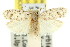  (Agriophara sp. ANIC5 - 11ANIC-15910)  @13 [ ] CreativeCommons - Attribution (2011) ANIC/CBG Photography Group Centre for Biodiversity Genomics