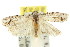  ( - 11ANIC-15911)  @11 [ ] CreativeCommons - Attribution (2011) ANIC/CBG Photography Group Centre for Biodiversity Genomics