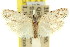  ( - 11ANIC-15912)  @11 [ ] CreativeCommons - Attribution (2011) ANIC/CBG Photography Group Centre for Biodiversity Genomics