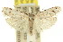  ( - 11ANIC-15913)  @11 [ ] CreativeCommons - Attribution (2011) ANIC/CBG Photography Group Centre for Biodiversity Genomics