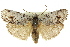  (Agriophara sp. ANIC9 - 11ANIC-15921)  @15 [ ] CreativeCommons - Attribution (2011) ANIC/CBG Photography Group Centre for Biodiversity Genomics