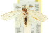  ( - 11ANIC-15923)  @12 [ ] CreativeCommons - Attribution (2011) ANIC/CBG Photography Group Centre for Biodiversity Genomics