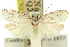  ( - 11ANIC-15924)  @11 [ ] CreativeCommons - Attribution (2011) ANIC/CBG Photography Group Centre for Biodiversity Genomics