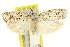  ( - 11ANIC-15925)  @11 [ ] CreativeCommons - Attribution (2011) ANIC/CBG Photography Group Centre for Biodiversity Genomics