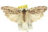  (Agriophara discobola - 11ANIC-15926)  @15 [ ] CreativeCommons - Attribution (2011) ANIC/CBG Photography Group Centre for Biodiversity Genomics