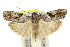 (Agriophara sp. ANIC10 - 11ANIC-15934)  @14 [ ] CreativeCommons - Attribution (2011) ANIC/CBG Photography Group Centre for Biodiversity Genomics