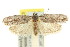  (Agriophara levis - 11ANIC-15941)  @14 [ ] CreativeCommons - Attribution (2011) ANIC/CBG Photography Group Centre for Biodiversity Genomics
