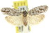  (Agriophara gravis - 11ANIC-15947)  @15 [ ] CreativeCommons - Attribution (2011) ANIC/CBG Photography Group Centre for Biodiversity Genomics