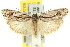  (Agriophara sp. ANIC12 - 11ANIC-15950)  @15 [ ] CreativeCommons - Attribution (2011) ANIC/CBG Photography Group Centre for Biodiversity Genomics