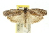  (Agriophara sp. ANIC13 - 11ANIC-15954)  @11 [ ] CreativeCommons - Attribution (2011) ANIC/CBG Photography Group Centre for Biodiversity Genomics