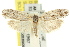  (Agriophara sp. ANIC14 - 11ANIC-15956)  @15 [ ] CreativeCommons - Attribution (2011) ANIC/CBG Photography Group Centre for Biodiversity Genomics