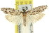  (Agriophara sp. ANIC15 - 11ANIC-15959)  @14 [ ] CreativeCommons - Attribution (2011) ANIC/CBG Photography Group Centre for Biodiversity Genomics