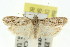 (Agriophara sp. ANIC17 - 11ANIC-15965)  @15 [ ] CreativeCommons - Attribution (2011) ANIC/CBG Photography Group Centre for Biodiversity Genomics