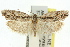  (Agriophara leptosemela - 11ANIC-15968)  @15 [ ] CreativeCommons - Attribution (2011) ANIC/CBG Photography Group Centre for Biodiversity Genomics