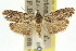  (Agriophara nodigera - 11ANIC-15975)  @11 [ ] CreativeCommons - Attribution (2011) ANIC/CBG Photography Group Centre for Biodiversity Genomics