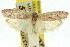  (Agriophara poliopepla - 11ANIC-15976)  @11 [ ] CreativeCommons - Attribution (2011) ANIC/CBG Photography Group Centre for Biodiversity Genomics
