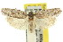  (Agriophara sp. ANIC19 - 11ANIC-15982)  @15 [ ] CreativeCommons - Attribution (2011) ANIC/CBG Photography Group Centre for Biodiversity Genomics