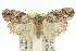  ( - 11ANIC-15986)  @11 [ ] CreativeCommons - Attribution (2011) ANIC/CBG Photography Group Centre for Biodiversity Genomics