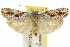  ( - 11ANIC-15988)  @11 [ ] CreativeCommons - Attribution (2011) ANIC/CBG Photography Group Centre for Biodiversity Genomics