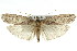  (Agriophara sp. ANIC21 - 11ANIC-15989)  @14 [ ] CreativeCommons - Attribution (2011) ANIC/CBG Photography Group Centre for Biodiversity Genomics