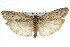  (Agriophara sp. ANIC21 - 11ANIC-15990)  @14 [ ] CreativeCommons - Attribution (2011) ANIC/CBG Photography Group Centre for Biodiversity Genomics