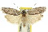  (Agriophara dyscapna - 11ANIC-15994)  @15 [ ] CreativeCommons - Attribution (2011) ANIC/CBG Photography Group Centre for Biodiversity Genomics