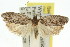  (Agriophara axesta - 11ANIC-15998)  @15 [ ] CreativeCommons - Attribution (2011) ANIC/CBG Photography Group Centre for Biodiversity Genomics