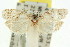  (Agriophara sp. ANIC22 - 11ANIC-16001)  @14 [ ] CreativeCommons - Attribution (2011) ANIC/CBG Photography Group Centre for Biodiversity Genomics