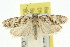  (Agriophara sp. ANIC23 - 11ANIC-16005)  @13 [ ] CreativeCommons - Attribution (2011) ANIC/CBG Photography Group Centre for Biodiversity Genomics