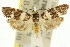  (Agriophara sp. ANIC24 - 11ANIC-16008)  @11 [ ] CreativeCommons - Attribution (2011) ANIC/CBG Photography Group Centre for Biodiversity Genomics
