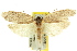  (Agriophara hyalinota - 11ANIC-16026)  @14 [ ] CreativeCommons - Attribution (2011) ANIC/CBG Photography Group Centre for Biodiversity Genomics