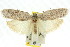  (Agriophara cinderella - 11ANIC-16032)  @15 [ ] CreativeCommons - Attribution (2011) ANIC/CBG Photography Group Centre for Biodiversity Genomics