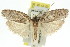  (Agriophara sp. ANIC28 - 11ANIC-16040)  @14 [ ] CreativeCommons - Attribution (2011) ANIC/CBG Photography Group Centre for Biodiversity Genomics