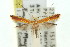  ( - 11ANIC-16056)  @11 [ ] CreativeCommons - Attribution (2011) ANIC/CBG Photography Group Centre for Biodiversity Genomics