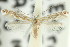  ( - 11ANIC-16081)  @11 [ ] CreativeCommons - Attribution (2011) ANIC/CBG Photography Group Centre for Biodiversity Genomics