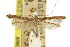  ( - 11ANIC-16107)  @11 [ ] CreativeCommons - Attribution (2011) ANIC/CBG Photography Group Centre for Biodiversity Genomics