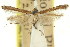  ( - 11ANIC-16108)  @11 [ ] CreativeCommons - Attribution (2011) ANIC/CBG Photography Group Centre for Biodiversity Genomics