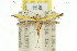  ( - 11ANIC-16112)  @11 [ ] CreativeCommons - Attribution (2011) ANIC/CBG Photography Group Centre for Biodiversity Genomics