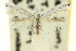  ( - 11ANIC-16172)  @11 [ ] CreativeCommons - Attribution (2011) ANIC/CBG Photography Group Centre for Biodiversity Genomics