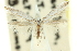  ( - 11ANIC-16173)  @11 [ ] CreativeCommons - Attribution (2011) ANIC/CBG Photography Group Centre for Biodiversity Genomics