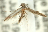  ( - 11ANIC-16176)  @11 [ ] CreativeCommons - Attribution (2011) ANIC/CBG Photography Group Centre for Biodiversity Genomics