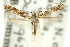  (Calybites lepidella - 11ANIC-16185)  @11 [ ] CreativeCommons - Attribution (2011) ANIC/CBG Photography Group Centre for Biodiversity Genomics