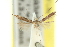  ( - 11ANIC-16189)  @11 [ ] CreativeCommons - Attribution (2011) ANIC/CBG Photography Group Centre for Biodiversity Genomics