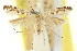  (Acrocercops symploca - 11ANIC-16230)  @11 [ ] CreativeCommons - Attribution (2011) ANIC/CBG Photography Group Centre for Biodiversity Genomics