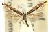  (Acrocercops alysidota - 11ANIC-16235)  @11 [ ] CreativeCommons - Attribution (2011) ANIC/CBG Photography Group Centre for Biodiversity Genomics